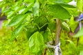 Green pepper fruit on a Bush in a greenhouse Royalty Free Stock Photo