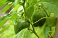 Green pepper fruit on a Bush in a greenhouse Royalty Free Stock Photo