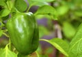 Green pepper fruit on a Bush in a greenhouse Royalty Free Stock Photo