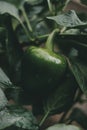 Green pepper in the garden with a drop of water Royalty Free Stock Photo