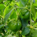 Green pepper with green leaf. Veggie Bulgarian pepper growing in the garden Royalty Free Stock Photo