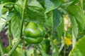 Green pepper in the greenhouse grows in the garden. Royalty Free Stock Photo