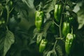 Green pepper growing in the garden