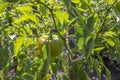 Green Pepper Growing Plant. Bell Pepper Growing in the Garden, Ready for Harvest, Can be Eaten Fresh or Cooked. Paprika. Royalty Free Stock Photo