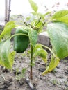 Green pepper grown in Natural Background.Paprika.Bell Peppers Ready to cut for Cook.sweet Pepper plant.chili pepper.Macro Photo Royalty Free Stock Photo