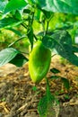 Green pepper grows on a bush Royalty Free Stock Photo