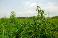 Green pepper of improved variety of Bangladesh. The green chili pepper also chile, chile pepper, chilli pepper, green chilly, or