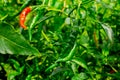 Green pepper of improved variety of Bangladesh. The green chili pepper also chile, chile pepper, chilli pepper, green chilly, or