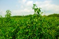 Green pepper of improved variety of Bangladesh. The green chili pepper also chile, chile pepper, chilli pepper, green chilly, or