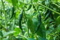 Green pepper of improved variety of Bangladesh. The green chili pepper also chile, chile pepper, chilli pepper, green chilly, or