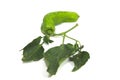 Green pepper with leaves with white background