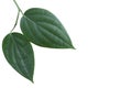 Green pepper or piper nigrum linn leaf on white background.