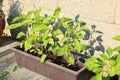 Green pepper plant in flower box with stone wall in background Royalty Free Stock Photo