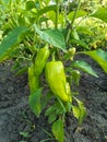 Green pepper plant growith in garden farm