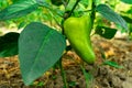 Green pepper ripens on a pepper bush Royalty Free Stock Photo