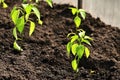 Green pepper seedlings against the black earth in the greenhouse in the rays of the bright sun with copy space Royalty Free Stock Photo