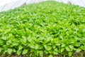 Green pepper seedlings in the greenhouse, ready for transplant in the field, farming, agriculture, vegetables, eco-friendly agricu Royalty Free Stock Photo