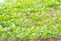 Green pepper seedlings in the greenhouse, ready for transplant in the field, farming, agriculture, vegetables, eco-friendly agricu Royalty Free Stock Photo