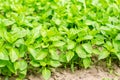 Green pepper seedlings in the greenhouse, ready for transplant in the field, farming, agriculture, vegetables, eco-friendly agricu