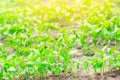 Green pepper seedlings in the greenhouse, ready for transplant in the field, farming, agriculture, vegetables, eco-friendly agricu Royalty Free Stock Photo