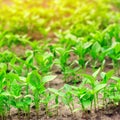 Green pepper seedlings in the greenhouse, ready for transplant in the field, farming, agriculture, vegetables, eco-friendly Royalty Free Stock Photo