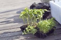 Green pepper seedlings preparation to pot gardening