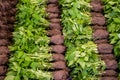 Green pepper seedlings with roots ready for plantation