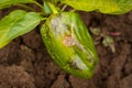 Green Pepper Stricken Vertex Rot In Garden.