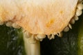 Green pepper texture as a background. A close shot of peppers and seeds. Royalty Free Stock Photo