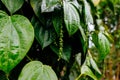Green pepper on the tree in Sri Lanka