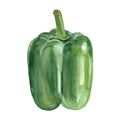 Green pepper watercolor illustration. Paprika