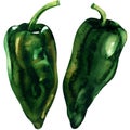 Green pepper, whole vegetable, two isolated objects, watercolor illustration on white