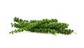 Raw green Peppercorn Isolate on White Background Royalty Free Stock Photo