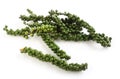 Green peppercorns on the drupe Royalty Free Stock Photo