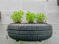 Green Peppermint herb plant planting on brown soil in black old tire, the recycle material in vegetable backyard