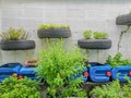 Green Peppermint herb plant and vegetables planting in black old tire and the recycle material in vegetable backyard