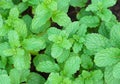 Green peppermint leaves Royalty Free Stock Photo