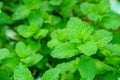 Green peppermint leaves Royalty Free Stock Photo