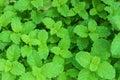 Green peppermint leaves Royalty Free Stock Photo