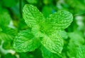 Green peppermint leaves