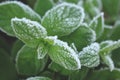 Green peppermint leaves covered with first hoar frost Royalty Free Stock Photo