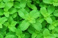 Green peppermint leaves Royalty Free Stock Photo
