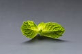 Green peppermint leaves isolated on grey background