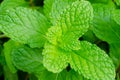 Green peppermint leaves