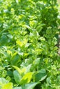 Green peppermint leaves in the vegetable garden Royalty Free Stock Photo