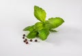 Green peppermint, spearmint leaves and black peppercorns, isolated. Sprig of mint, fresh herbs on a white background. Royalty Free Stock Photo