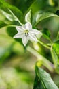 Green pepperoni flower growing in vegetable garden, chili peppers blooming Royalty Free Stock Photo