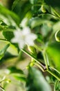 Green pepperoni growing in vegetable garden, spicy chili peppers Royalty Free Stock Photo