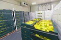 Peppers Boxes Storage Royalty Free Stock Photo