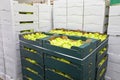 Green Peppers Boxes Royalty Free Stock Photo